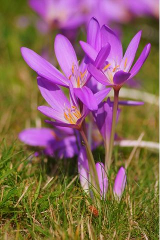 Colchicum Violet Queen - Autumn Meadow Saffron Violet Queen - umbi / umbi / akar