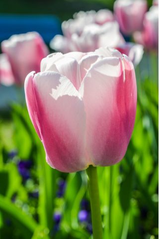 Tulipa frumoasa lume - Tulip Beautiful World - 5 bulbi - Tulipa Beau Monde