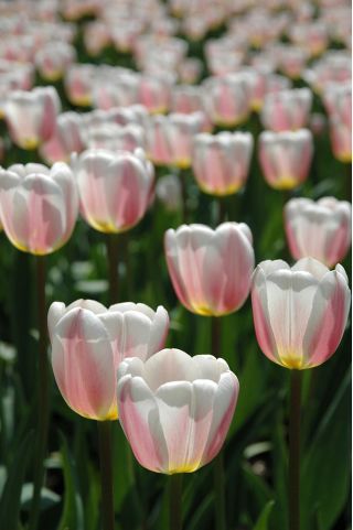 Tulpės Beau Monde - pakuotėje yra 5 vnt - Tulipa Beau Monde
