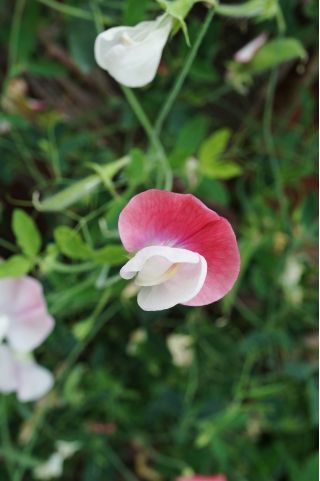 Sweet pea "Pink Cupid" - 12 seeds
