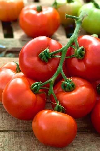 Tomate - Babinicz - Lycopersicon esculentum Mill  - semillas