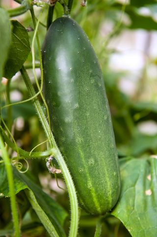 Salad cucumber "Jazzer F1" - 10 seeds