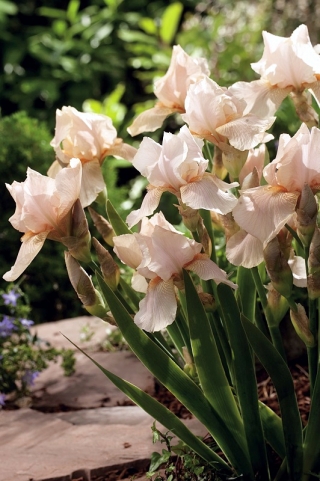 Bearded iris - In the Jape; Tysk skægget iris