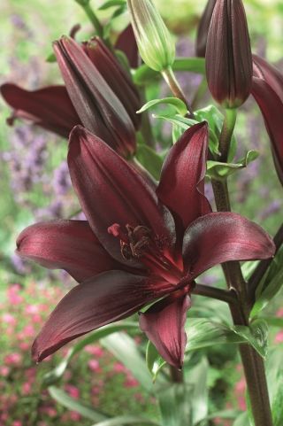 Asiatic lily - Night Flyer