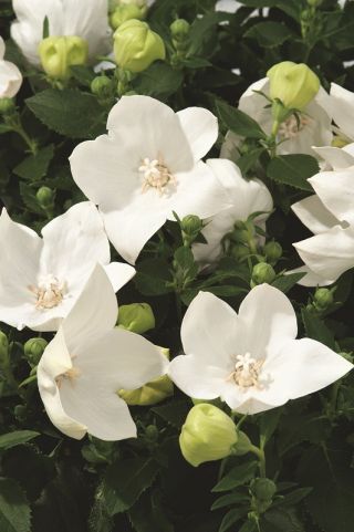 פלטיקודון, פרח בלון - לבן; פרח סיני - 
