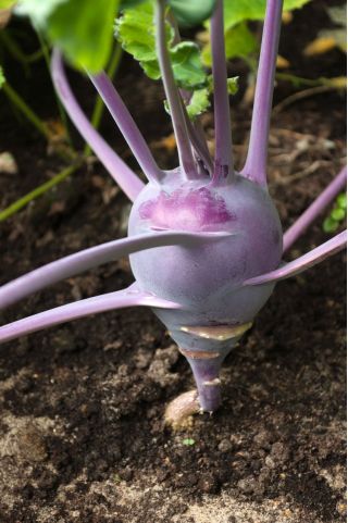 Темно-фіолетовий кольрабі 'Wener Blue' -  Brassica oleracea var. Gongylodes - Wener Blauwe - насіння
