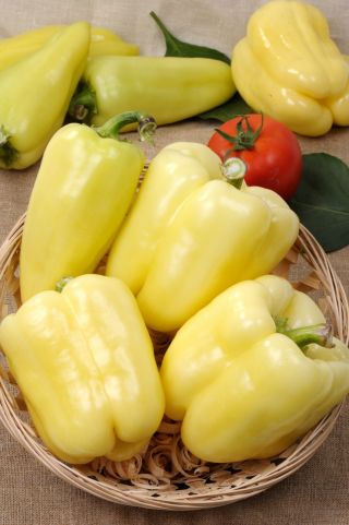 Paprika 'Hallo' - varietas putih direkomendasikan untuk penanaman di terowongan - Capsicum annuum - Hallo - biji
