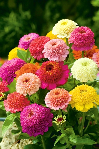 Scabiosa-flowered Zinnia - a selection of varieties - 120 seeds