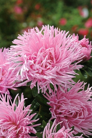 Aster เข็มกลีบดอก "Pink Jubilee" - 510 เมล็ด - Callistephus chinensis 