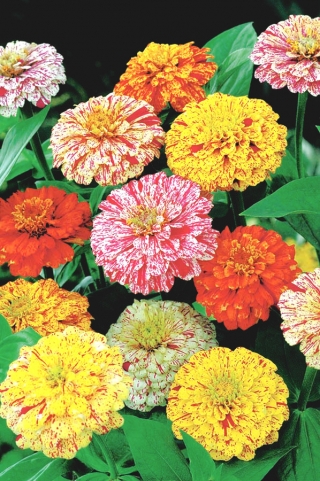 डहेलिया-फूलदार झिननिया "पेपरमिंट स्टिक" - बिंदीदार फूल किस्म मिश्रण - 120 बीज - 