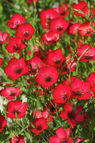 Ален лен, червени ленени семена - Linum grandiflorum - 150 семена