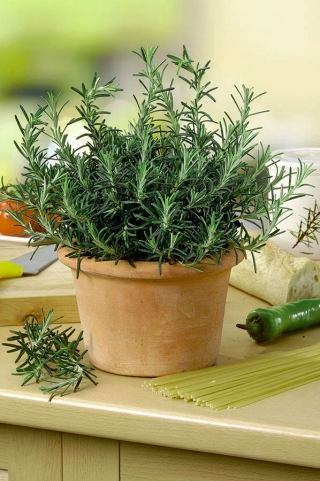 Home Garden - Rosemary - for innendørs og balkong dyrking - 80 frø - Rosmarinus officinalis