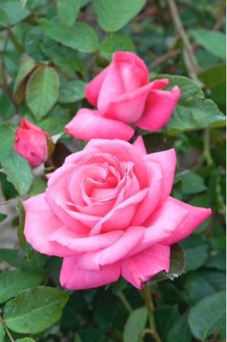 Rose à grandes fleurs - rose clair - semis en pot - 