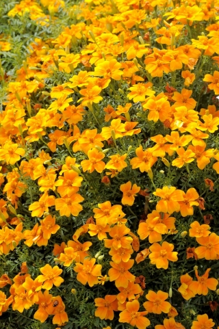 Signet marigold "Talisman" - orange - Tagetes patula L. - semena