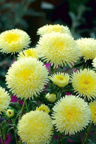 פומפום-אסטר פרחוני "בולרו" - צהוב - 225 זרעים - Callistephus chinensis 