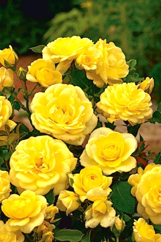 Садова багатоквіткова троянда - жовта - горшковий розсада - 