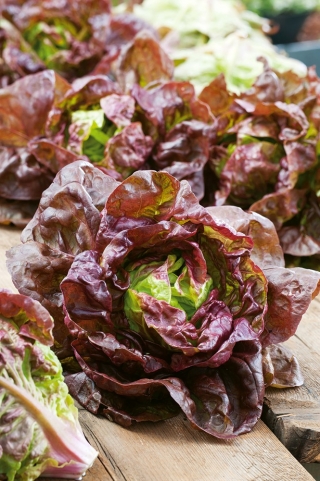 Salat Hoved - Rosemarry - rød - 900 frø - Lactuca sativa L. var. capitata