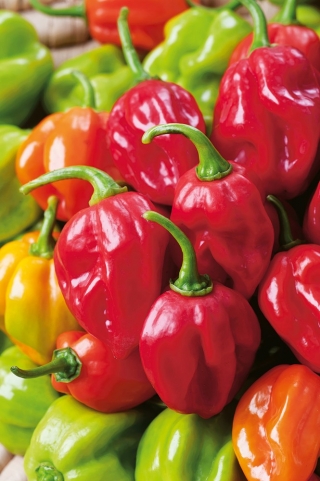 Guindilla "Habanero Red" - variedad picante, roja - 