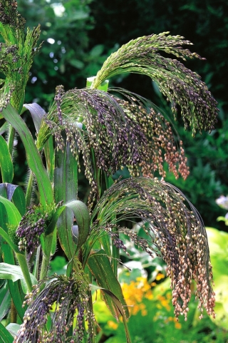 Panic Grass zaden - Panicum violaceum - 600 zaden