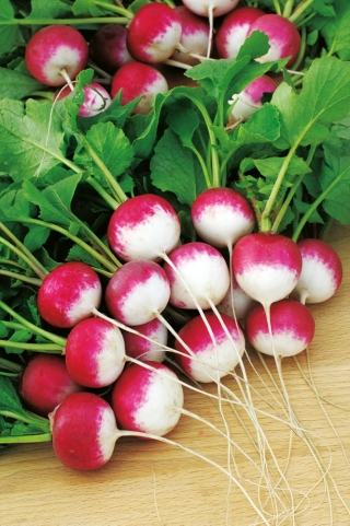 Turp "Caro" - yoğun, lezzetli lezzet - 850 tohum - Raphanus sativus L. - tohumlar