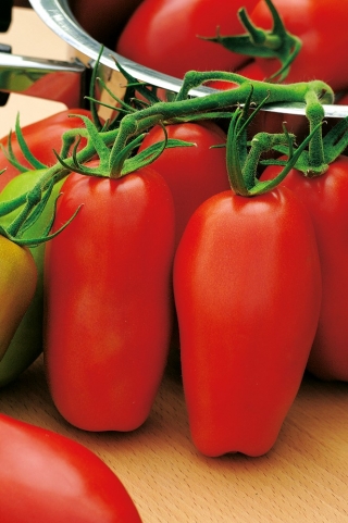 Tomato "Scatolone 2" - bidang, pelbagai berbentuk lada sesuai untuk pekat dan tulen - Lycopersicon esculentum Mill  - benih