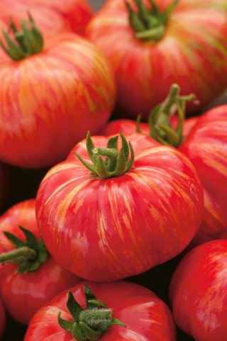 Tomate des champs "Duo" - grande variété - 