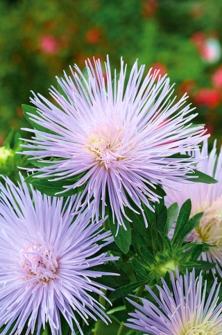 Needle-petal aster "Agnieszka" - light purple - 225 seeds