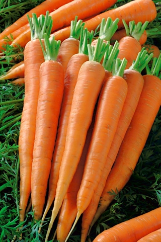 Морква Каміла F1 + Сім'янка з редьки - 2 в 1 - Raphanus sativus  - насіння
