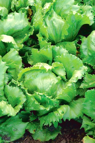 Ledena salata 'Kwiryna' - rana sorta -  Lactuca sativa - Kwiryna - sjemenke