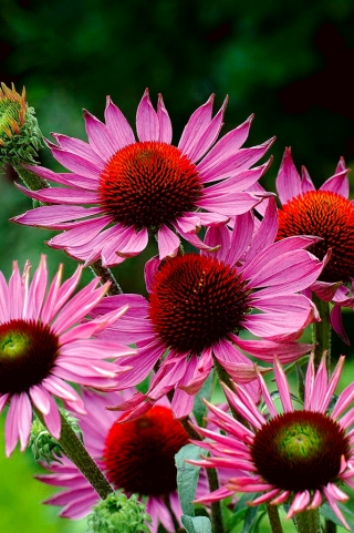 coneflower สีม่วงตะวันออก - Ruby Giant - ดอกไม้ขนาดใหญ่ 1 ชิ้น; เม่น coneflower, coneflower สีม่วง - 