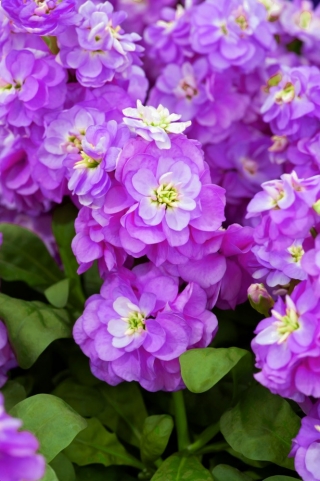 ホイアリーストック "Varsovia Hala"  - 深紅色 - 紫色。金色の花 - Matthiola incana annua - シーズ
