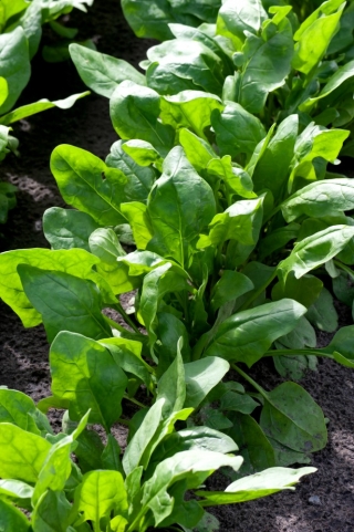 Спанак "Parys F1" - Spinacia oleracea L. - семена