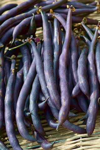 Trpasličí fazole "Purple Teepee" - 100 semen - Phaseolus vulgaris L. - semena