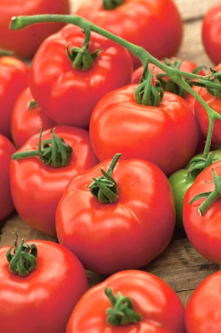 Tarla domatesi "Orkado F1" - uzun boylu - Lycopersicon esculentum Mill  - tohumlar