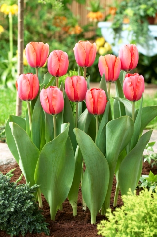 Tulip 'Apricot Impression' - 5 pcs