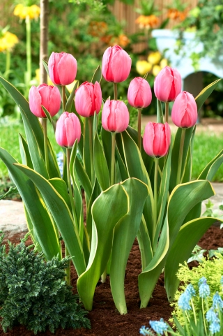 Tulip Design Impression - stort paket! - 50 st