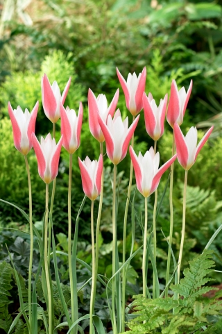 Tulipan Clusiana Lady Jane - 5 kosov