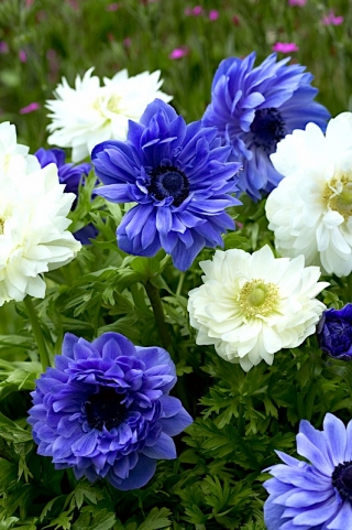 Anêmona de flor dupla - conjunto de 2 variedades de flores brancas e azuis - 80 unidades - 