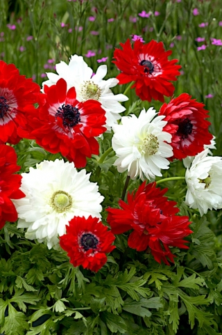 Kaheõieline anemone - punane ja valge komplekt - 2 anemone sorti - 80 tk - 