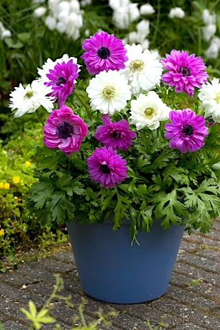 Double-flowered anemone - set of 2 white and pink flowered varieties - 80 pcs