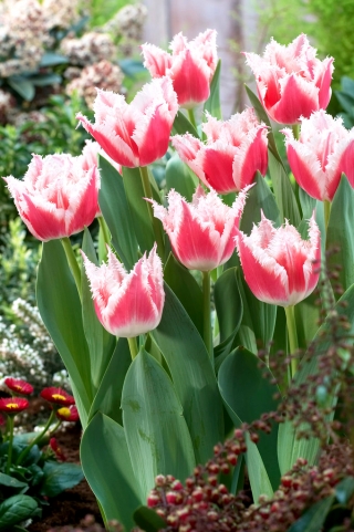 Tulip Bell Song - pachet mare! - 50 buc.
