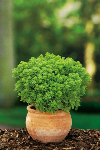 Albahaca arbustiva: hojas diminutas y hábito tupido y compacto - 
