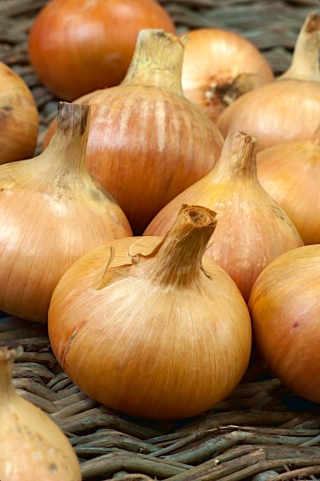 Cebolla "Octavia" - NANO-GRO - aumenta el volumen de cosecha en un 30%