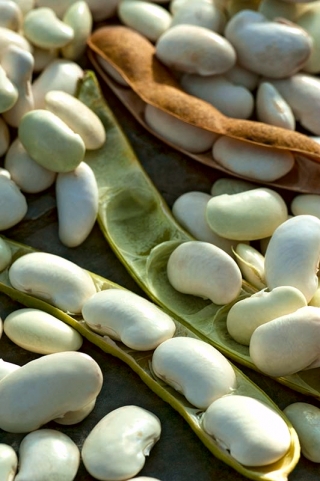 Bean Karo - pentru semințe uscate - 