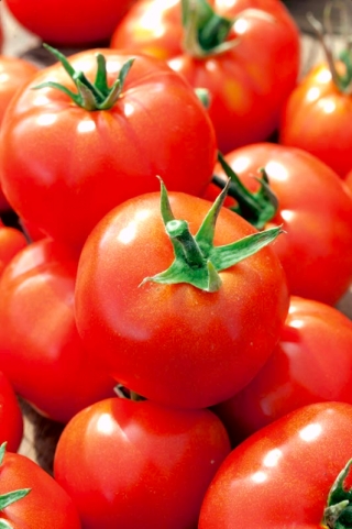 Tomato ladang Jawor - pelbagai awal, lazat dan lembut - 