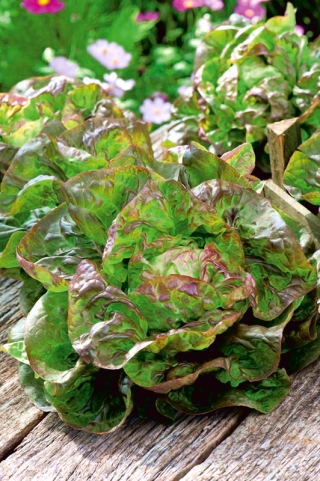 Grønn-rød butterhead salat Jubilatka - 
