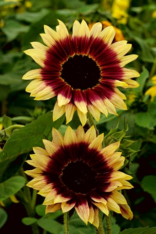Medium tall ornamental sunflower "Floren"
