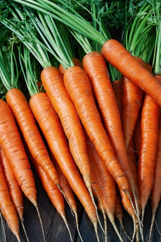 Carrot "Imperator" - late variety