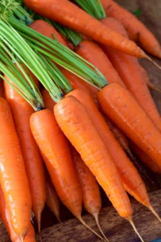 Морков 'Aneta F1' - калибриран (1.8 - 2.0) 25000 семена - професионални семена за всеки - 