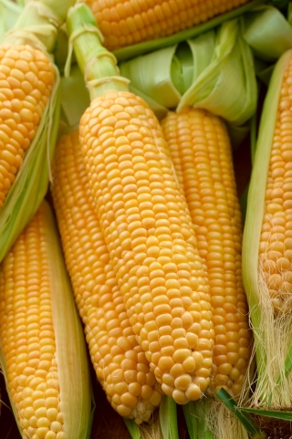 Cukrová kukuřice, kukuřice „Tauris F1“ - 500 gramů - profesionální semena pro každého - 